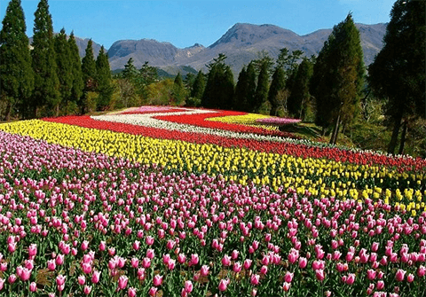 くじゅう花公園